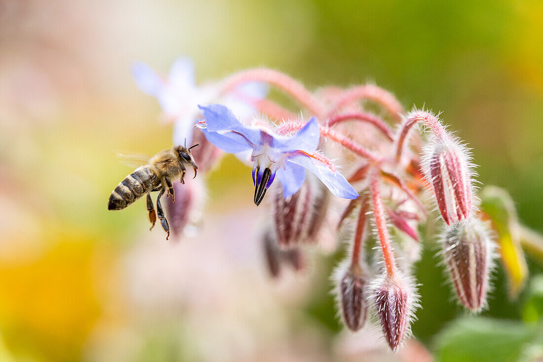 Borago officinalis