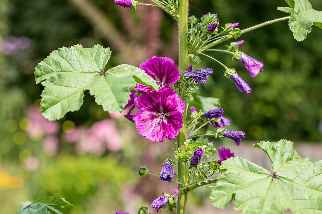 Malva sylvestris ssp. mauritiana