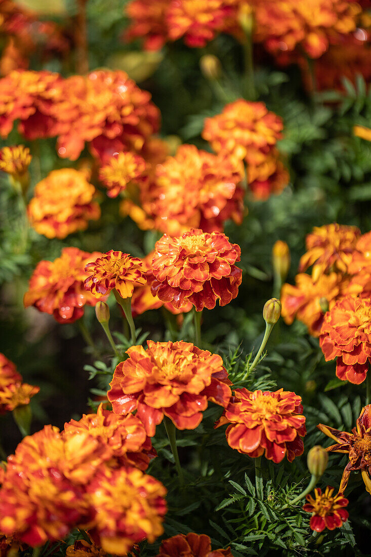 Tagetes patula