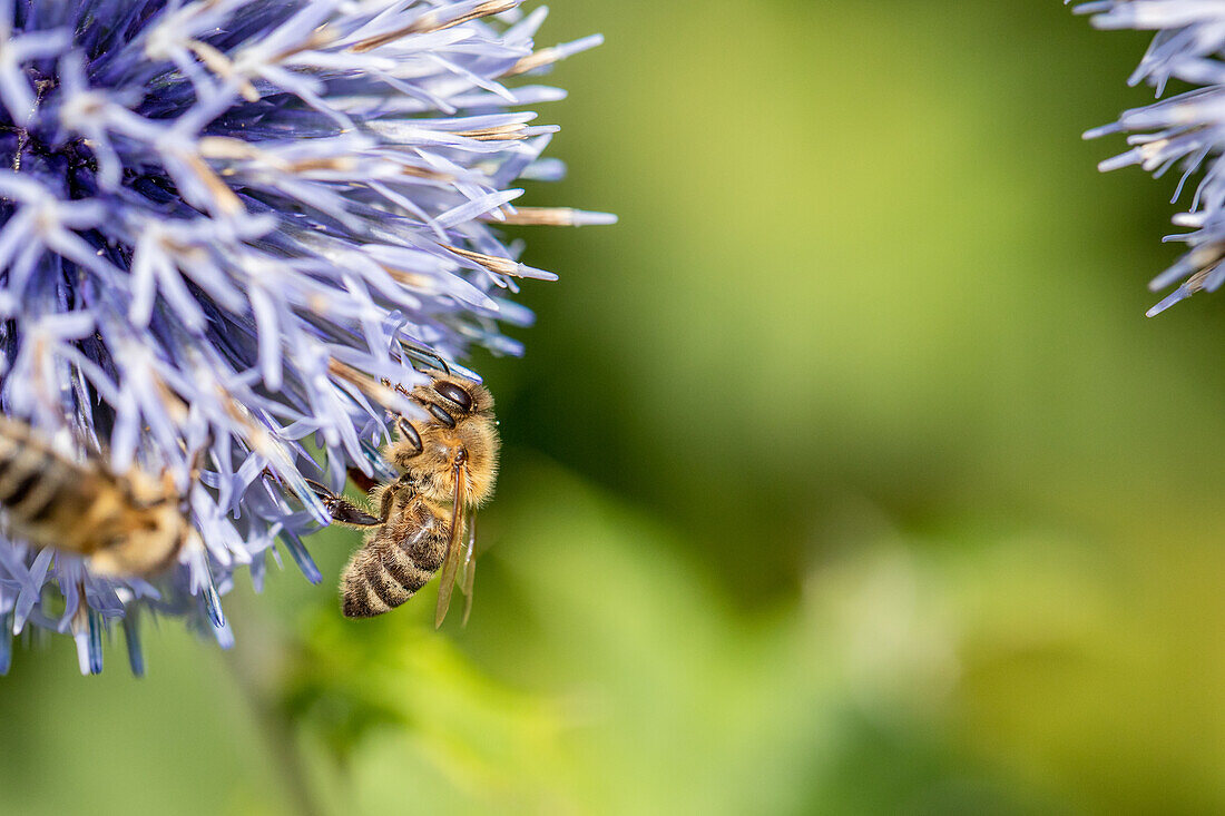 Bee on globular thistle