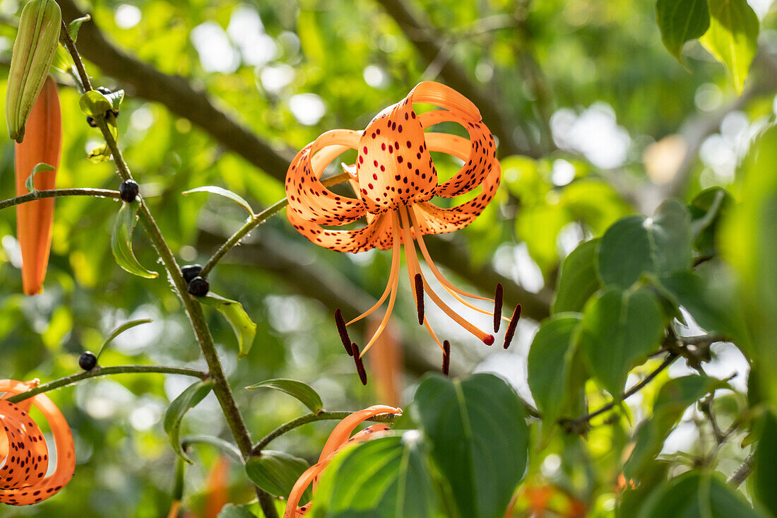 Lilium lancifolium