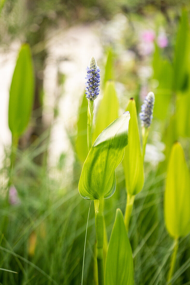 Pontederia cordata