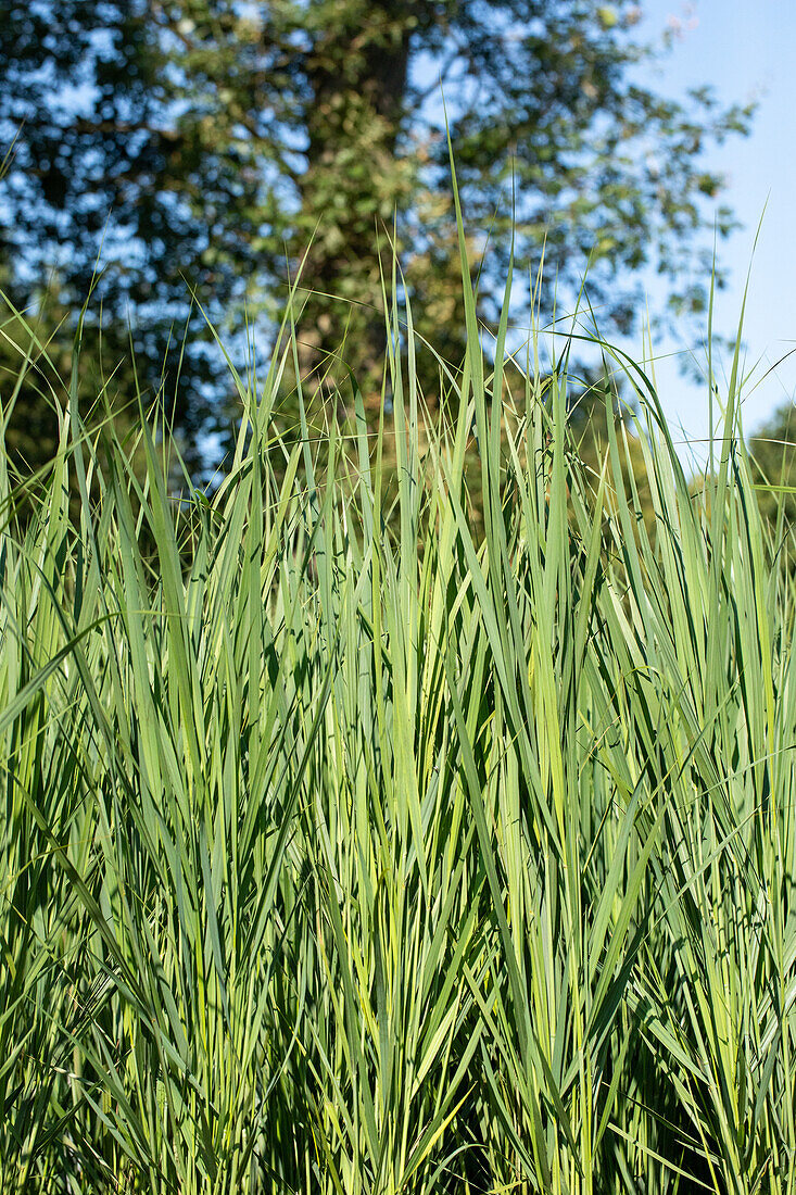 Panicum virgatum 'Northwind'