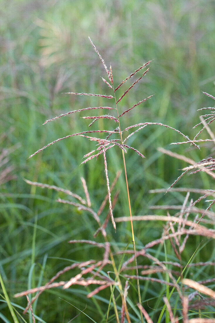 Miscanthus sinensis 'Flamingo'