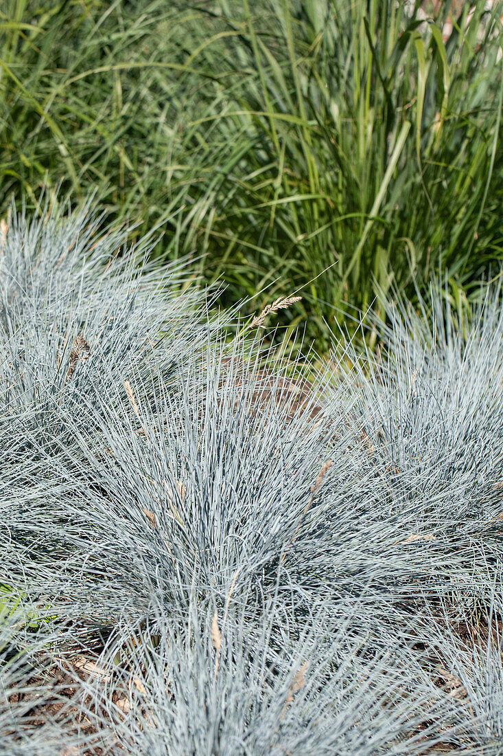 Festuca glauca