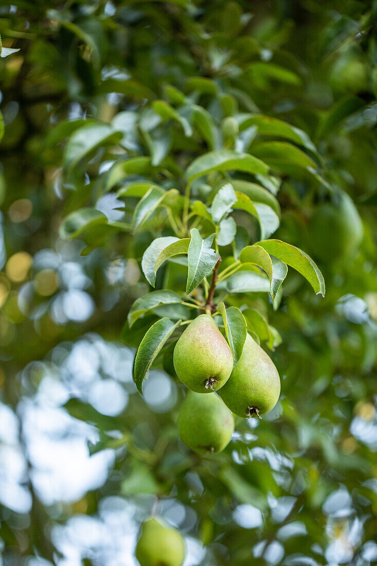 Pyrus communis