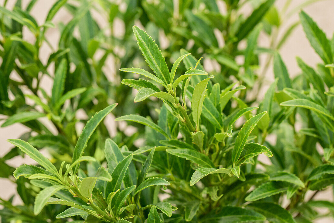 Prunus laurocerasus 'Sofia'