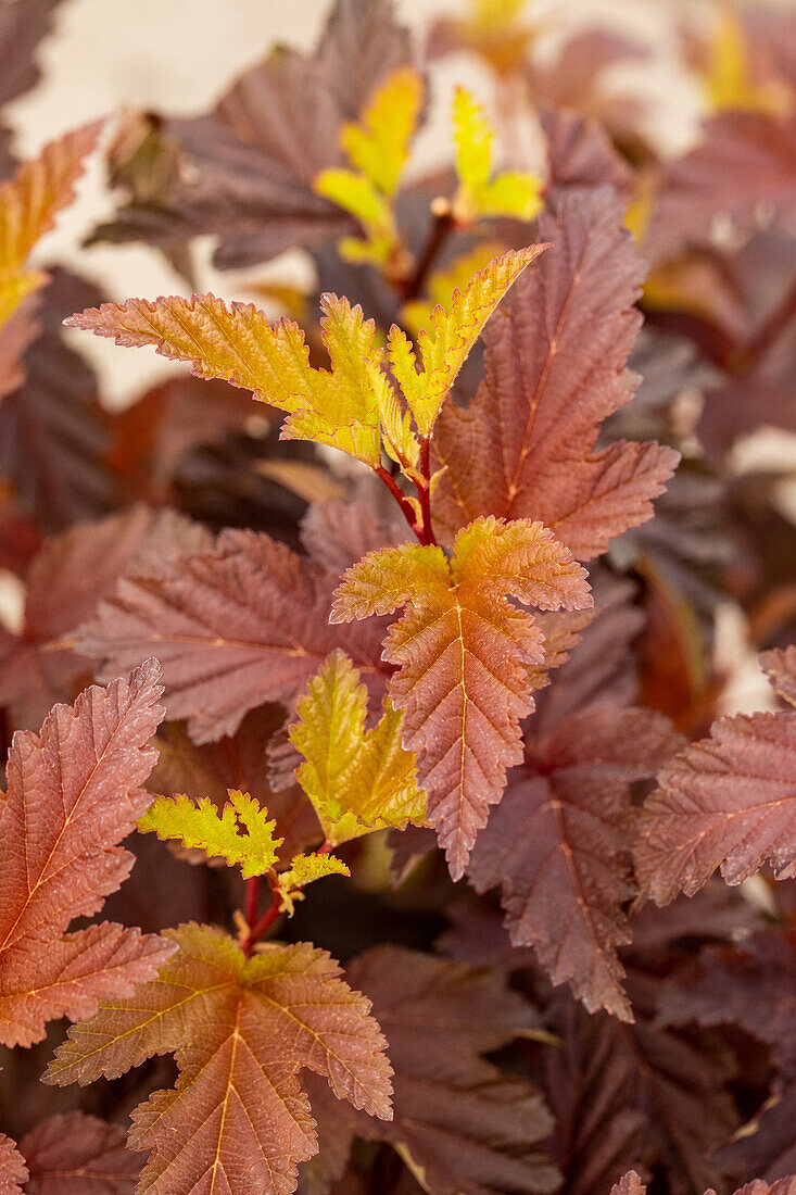 Physocarpus opulifolius 'Little Angel'®