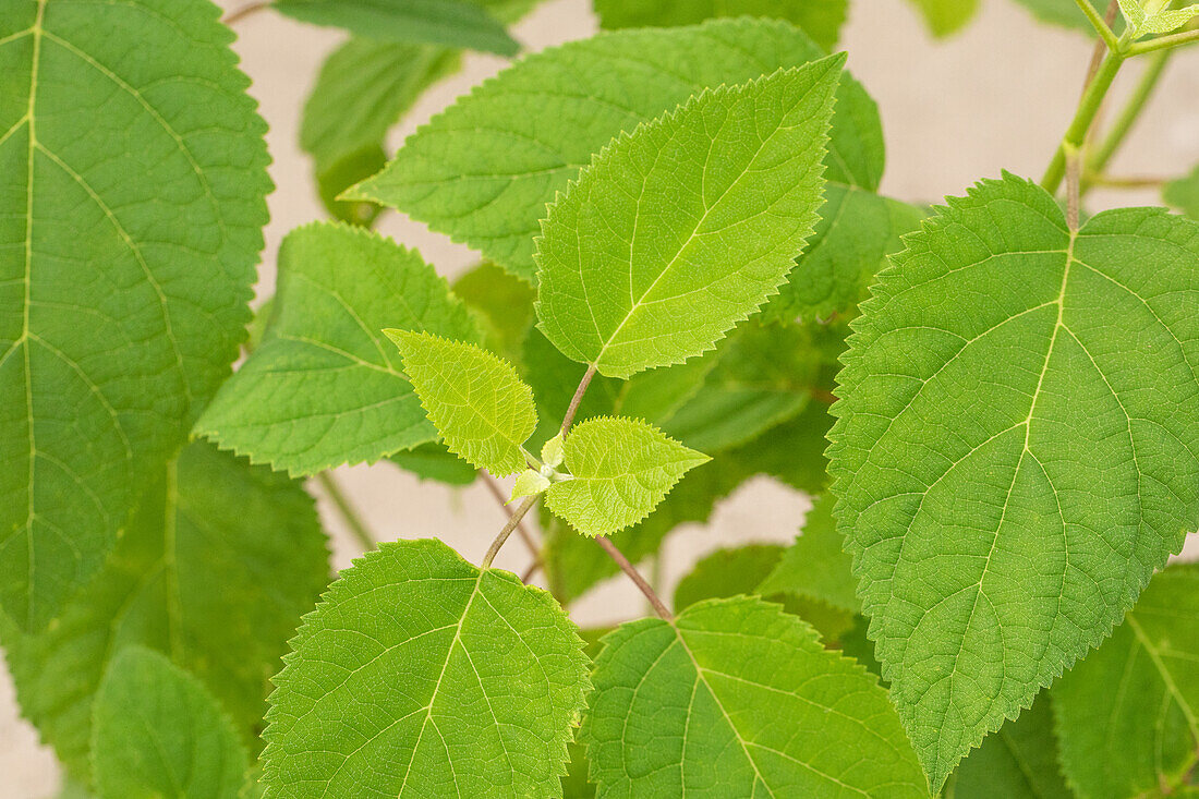 Hydrangea arborescens 'Strong Annabelle'®