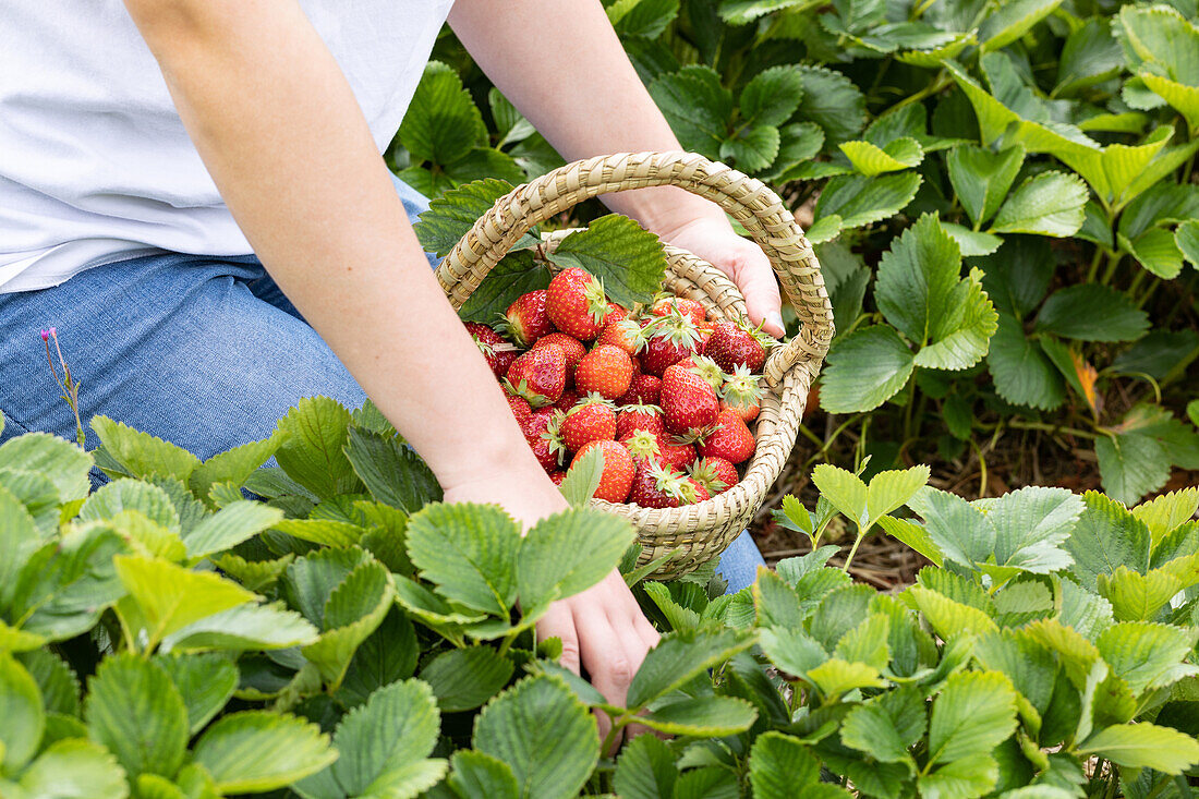 Fragaria x ananassa 'Malwina'