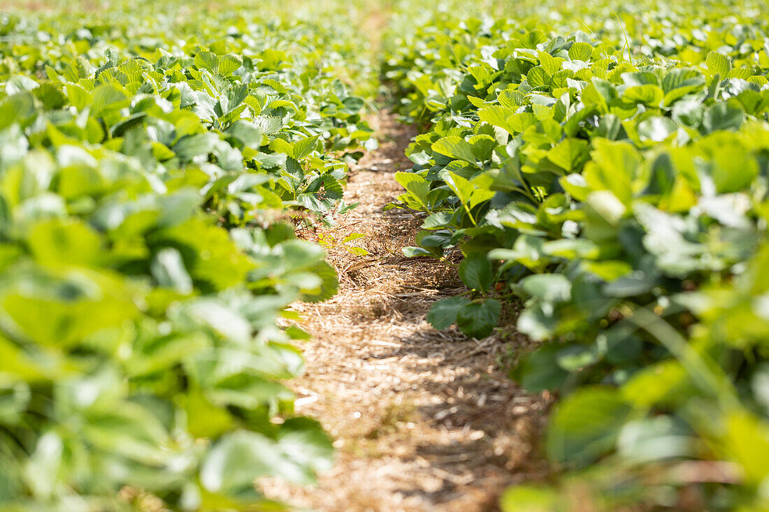 Strawberry field