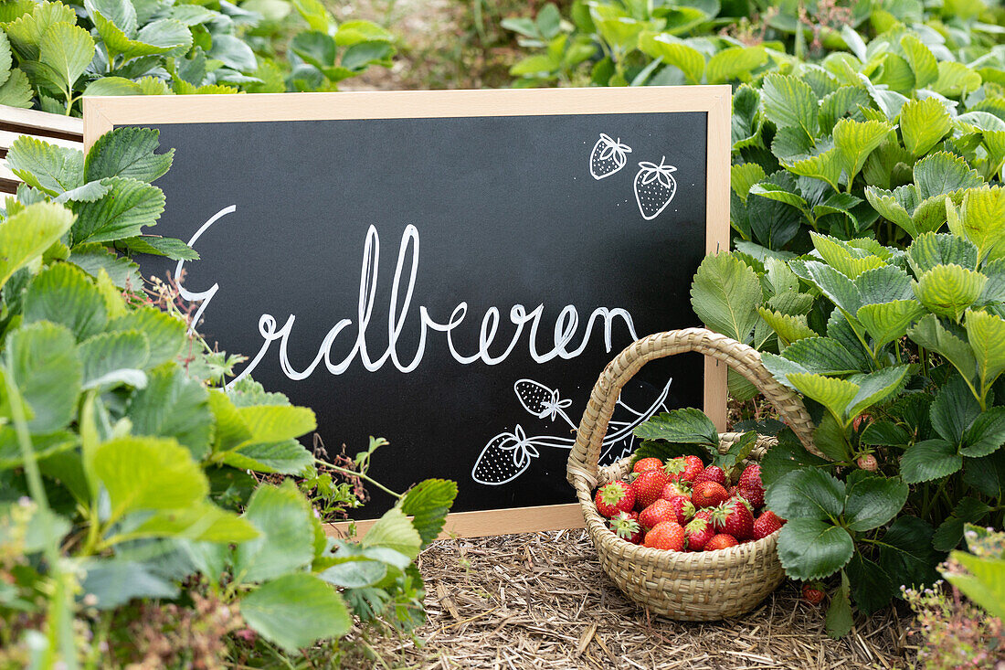 Strawberry field - table and strawberry basket