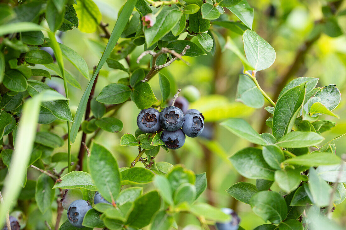 Vaccinium