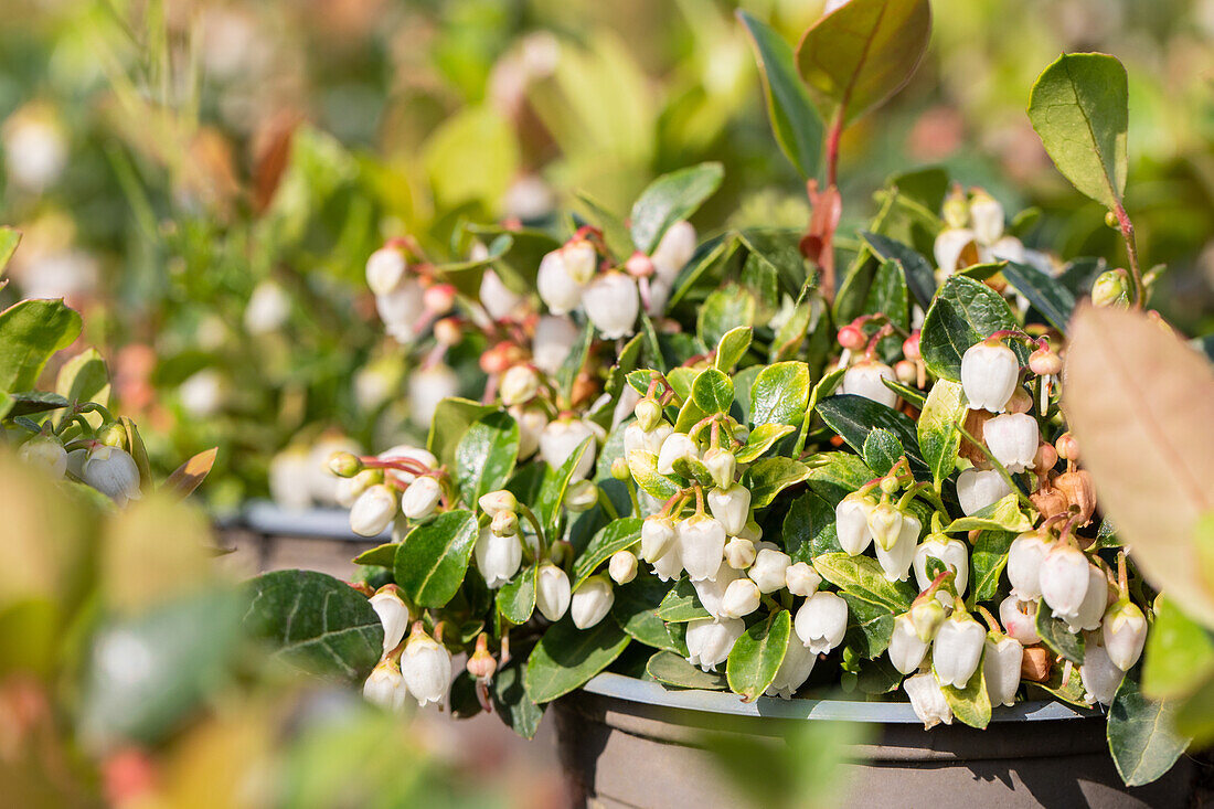 Gaultheria procumbens