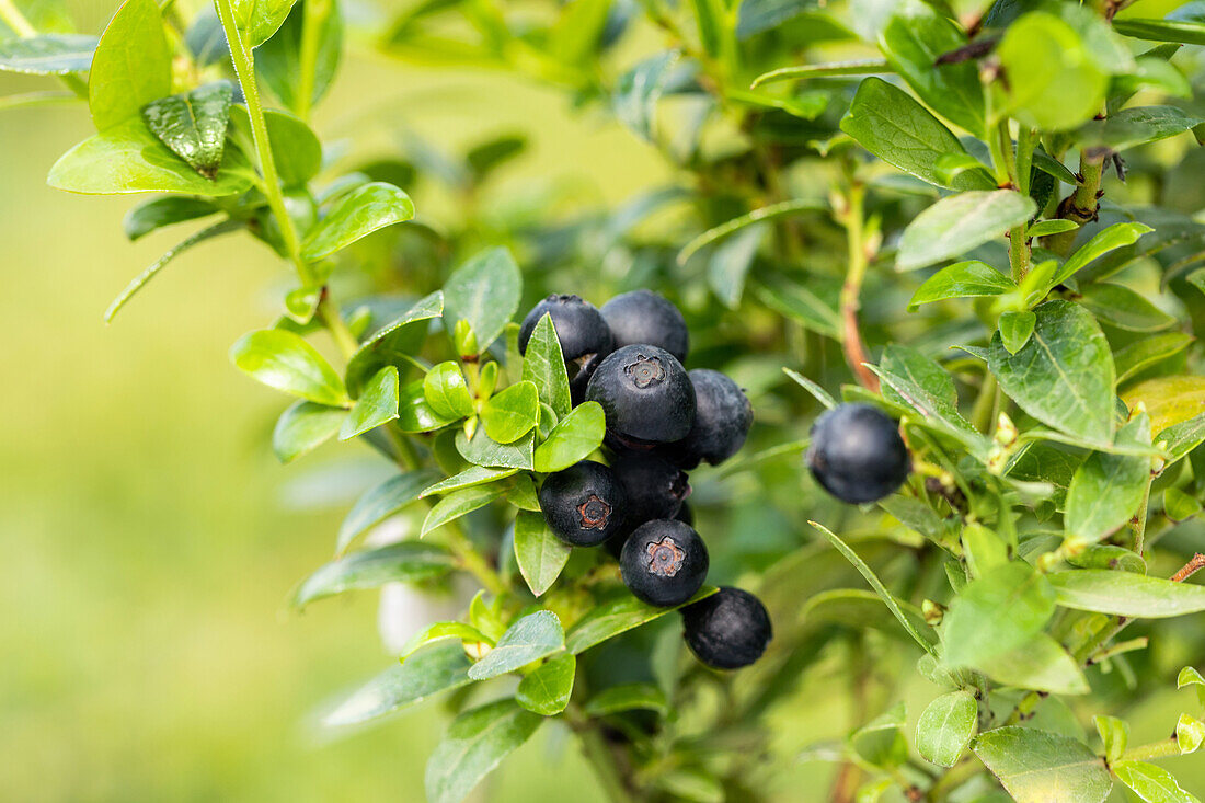 Vaccinium angustifolium 'BrazelBerry' ® 'Berry Bux' ®