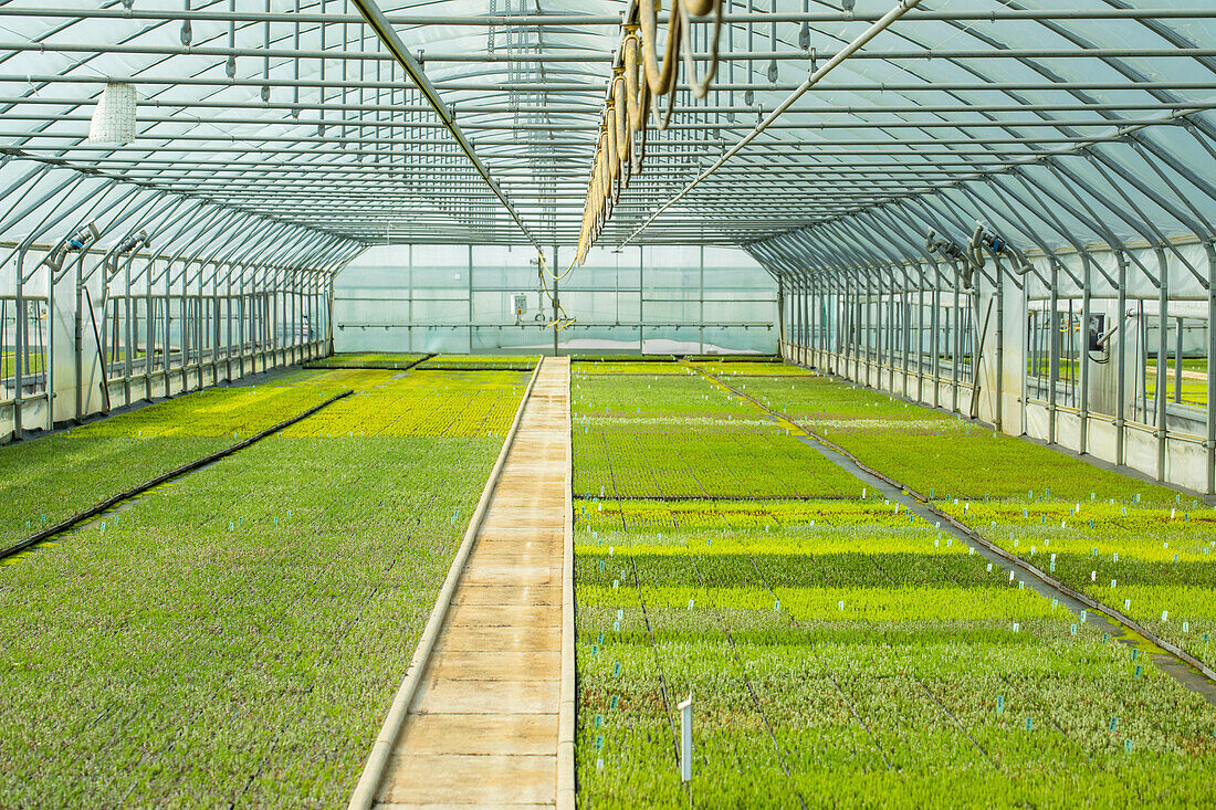 Raising young plants in the greenhouse