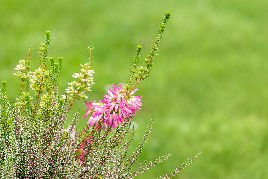 Erica verticillata