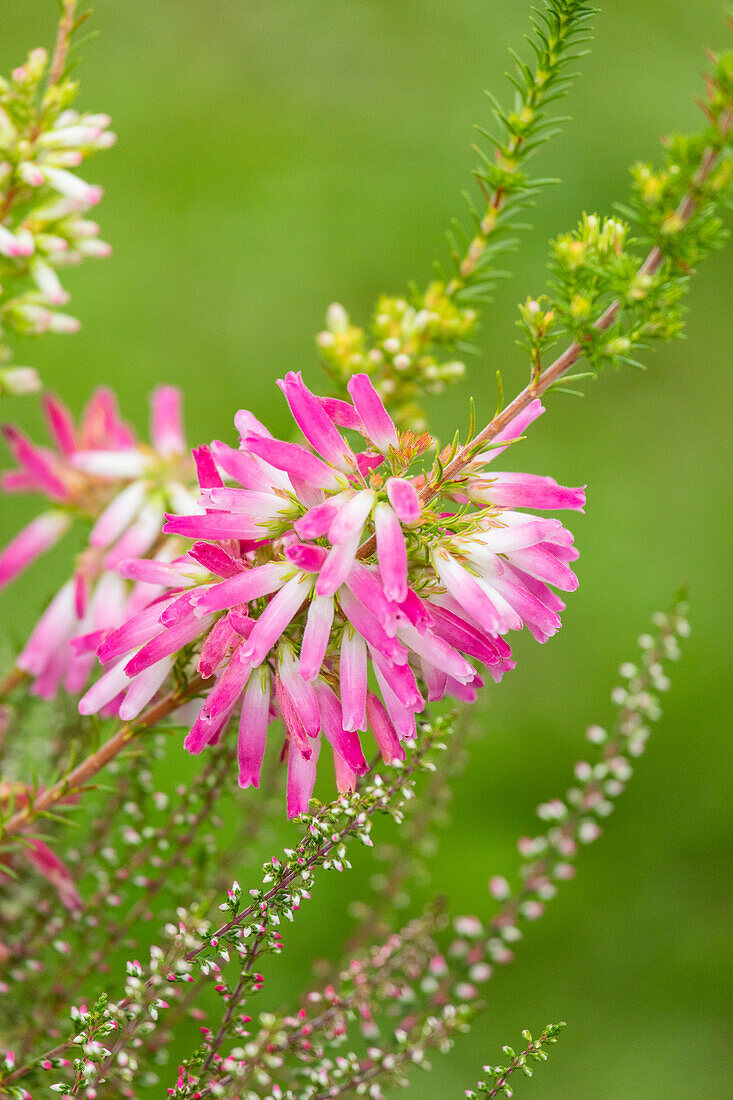 Erica verticillata