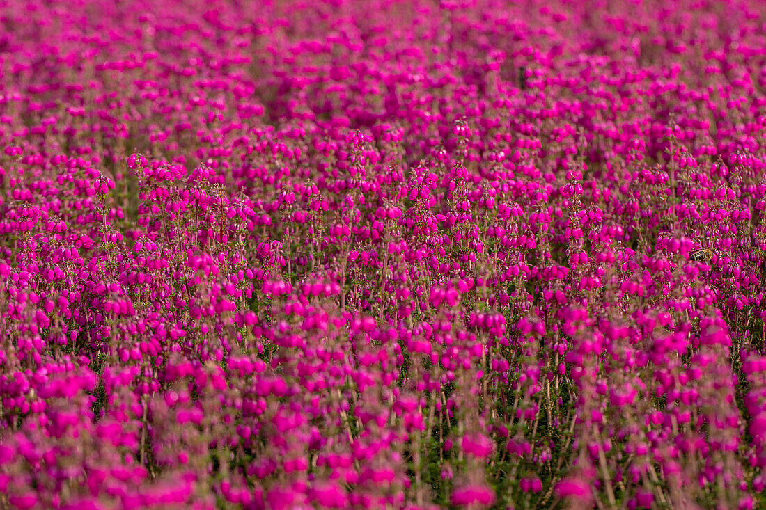 Erica cinerea 'Red leprechaun