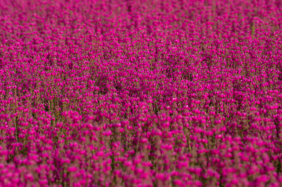 Erica cinerea 'Red leprechaun