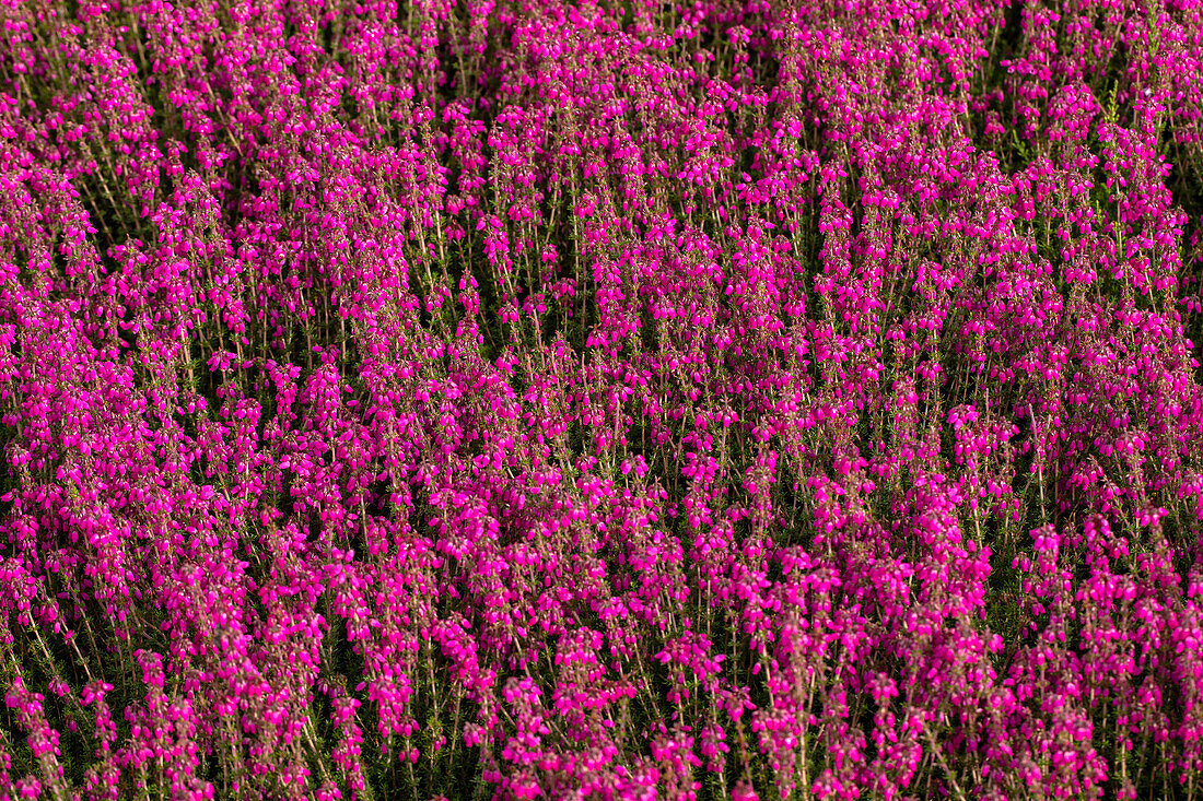 Erica cinerea 'Red leprechaun