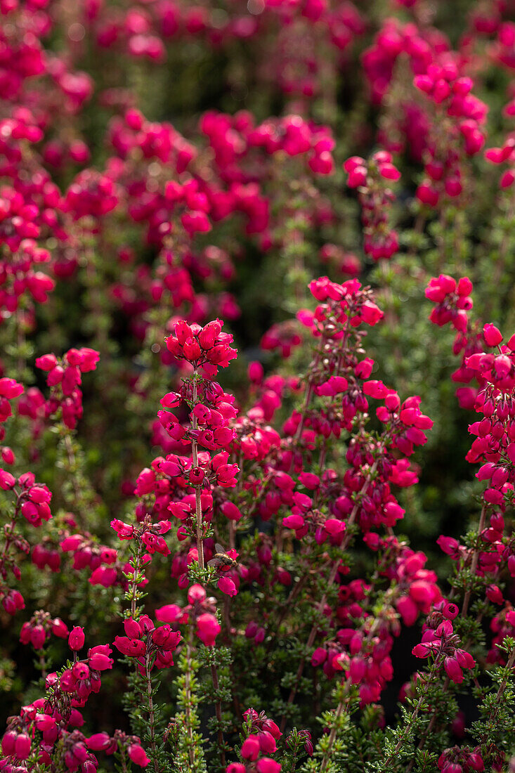 Erica cinerea 'Tobi'