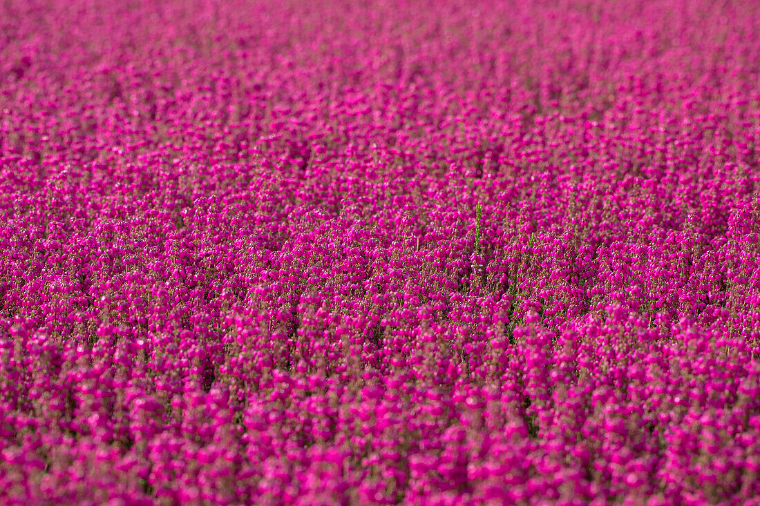 Erica cinerea 'Roter Kobold'