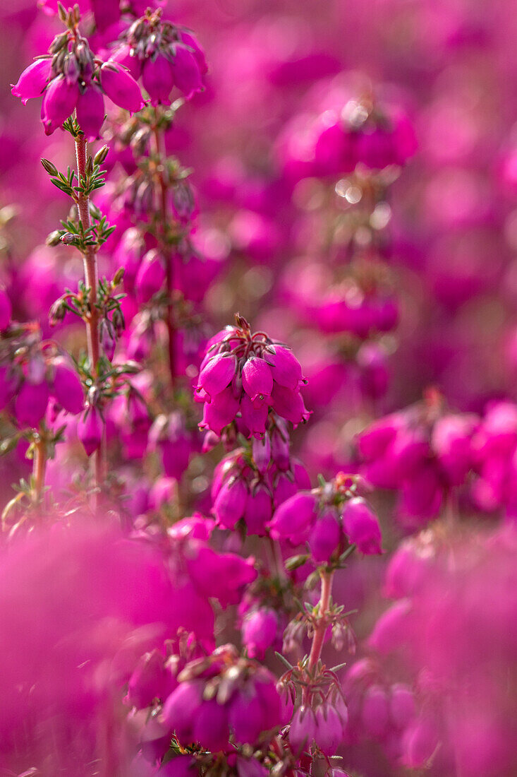 Erica cinerea 'Red leprechaun