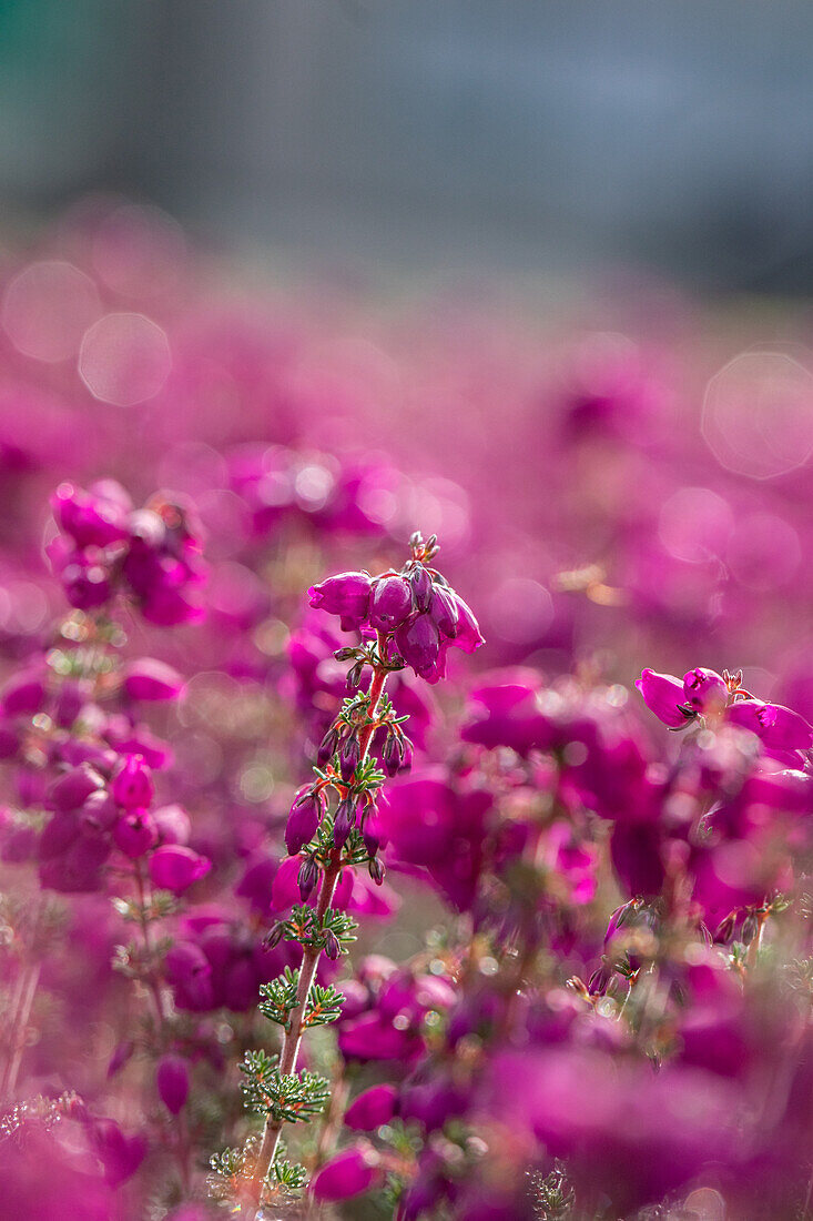 Erica cinerea 'P.s. Patrick'. Patrick'