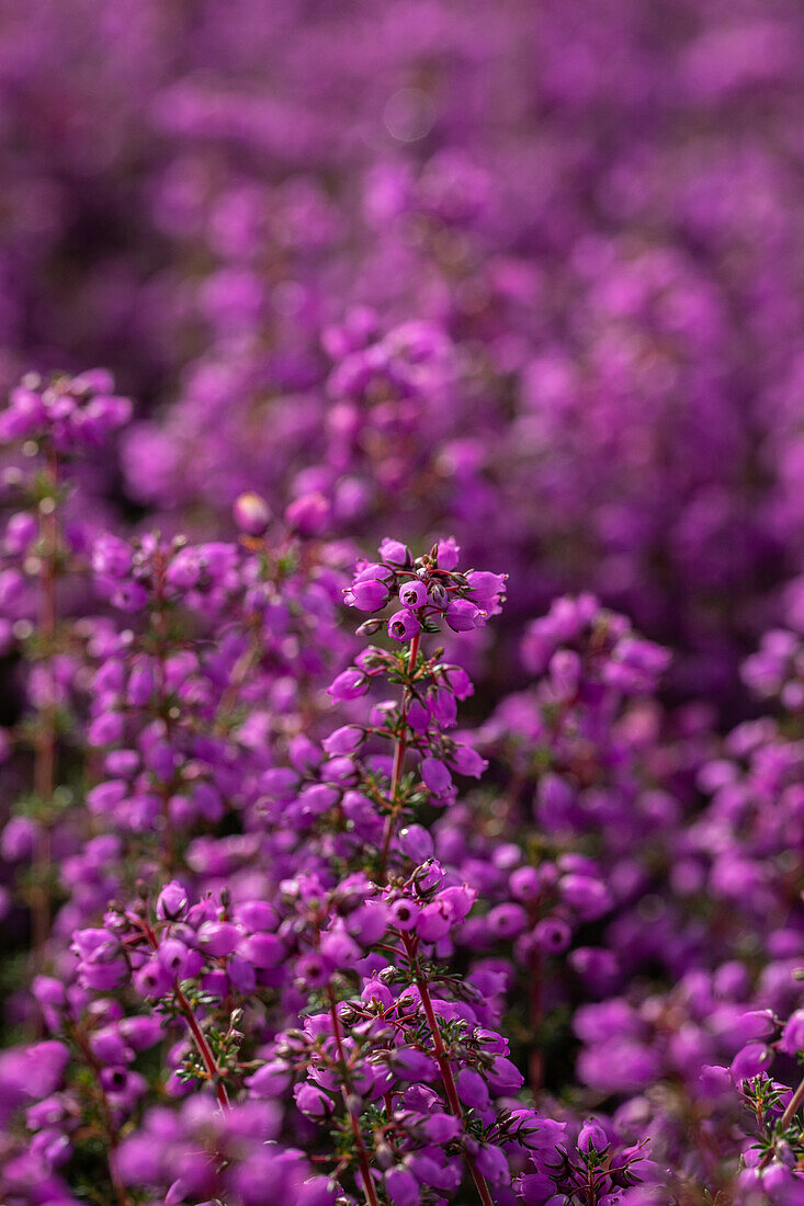 Erica cinerea 'Pallas'