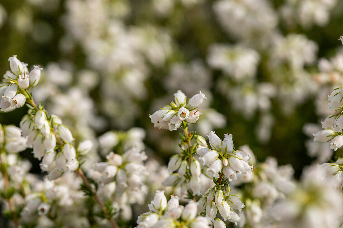 Erica cinerea 'Alba Major'