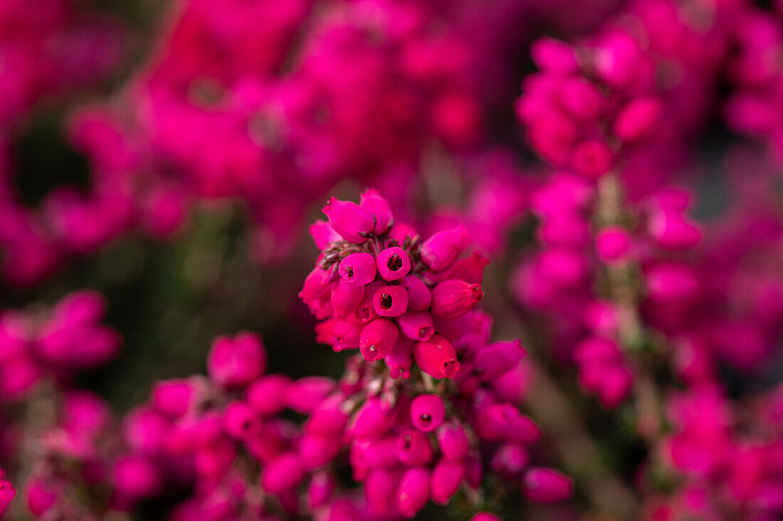 Erica cinerea 'Rote Rosita'