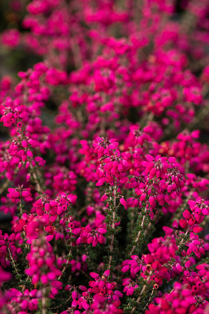 Erica cinerea 'Red Rosita'