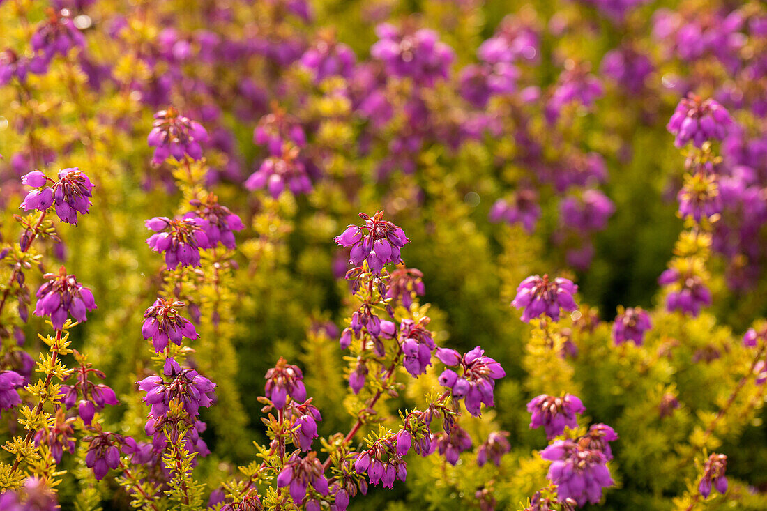 Erica cinerea Golden Sport