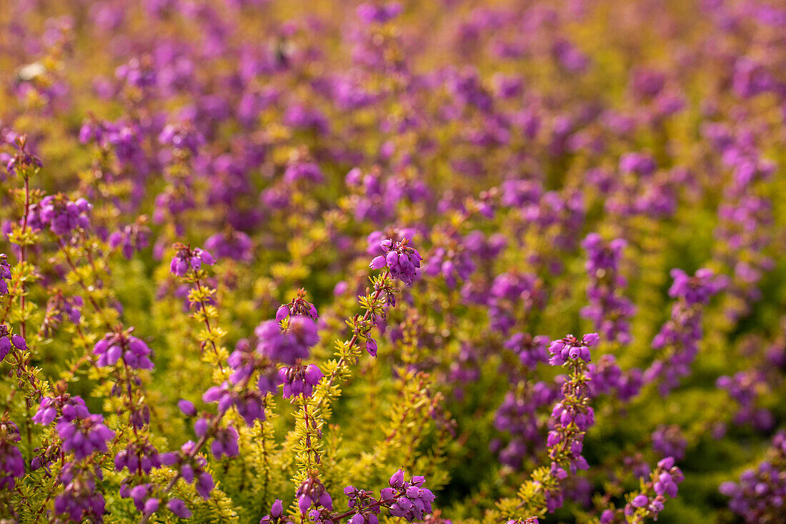 Erica cinerea Golden Sport