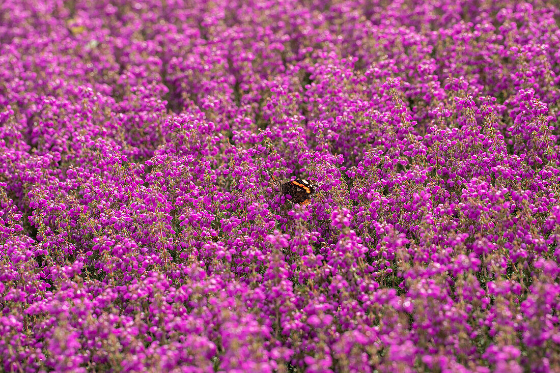 Schmetterling auf Heide