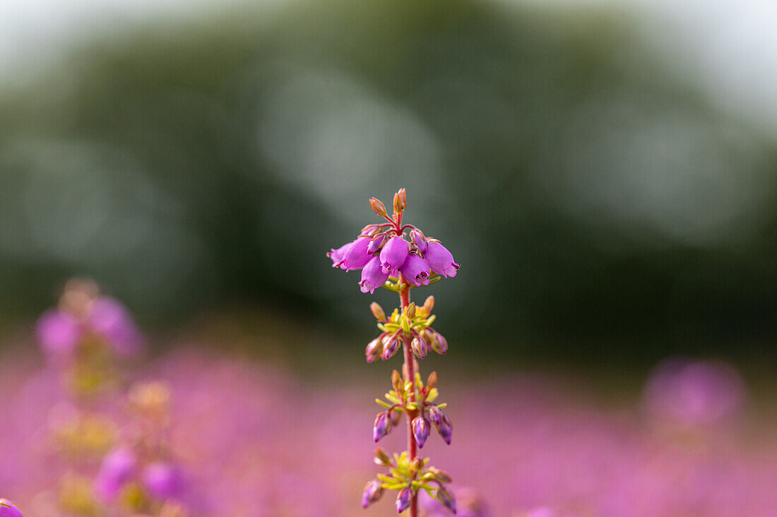 Erica cinerea 'Golden Sport'