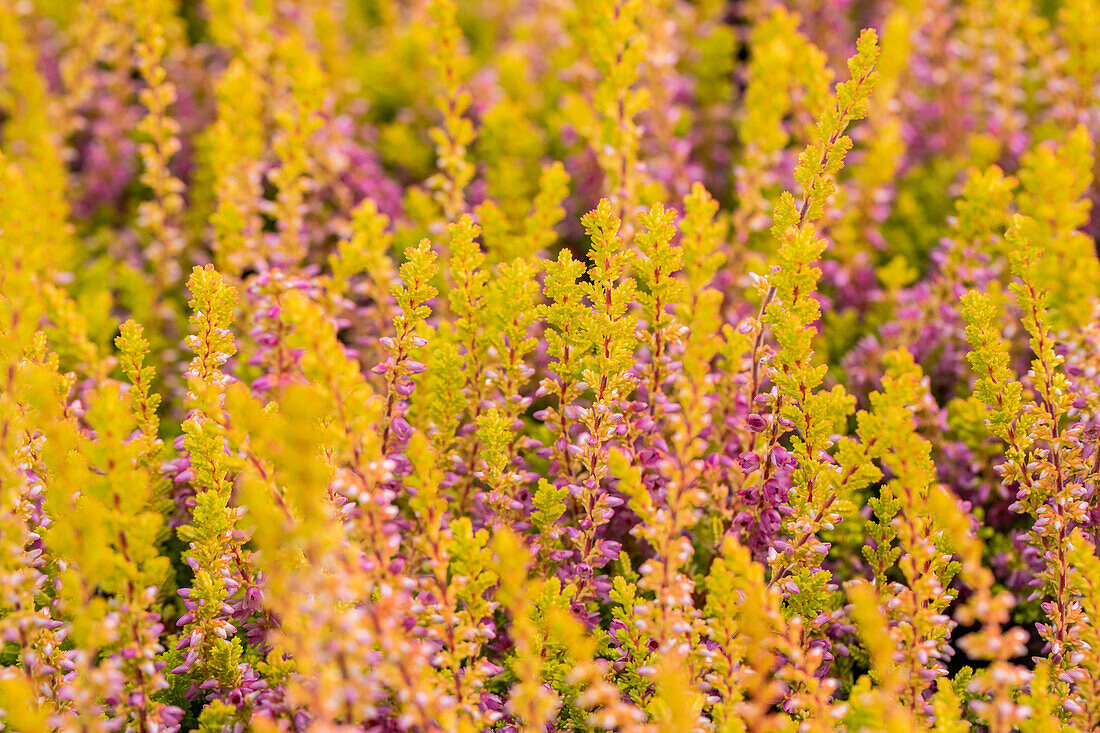 Calluna vulgaris 'Highland Rose'