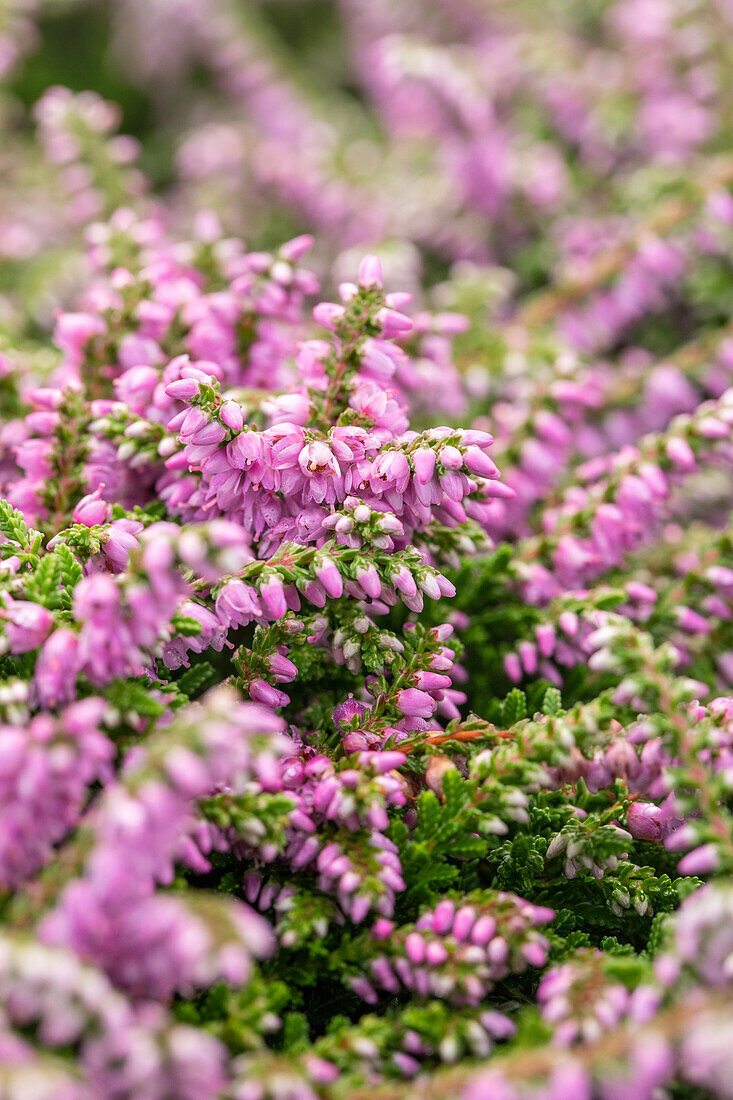 Calluna vulgaris Dirry