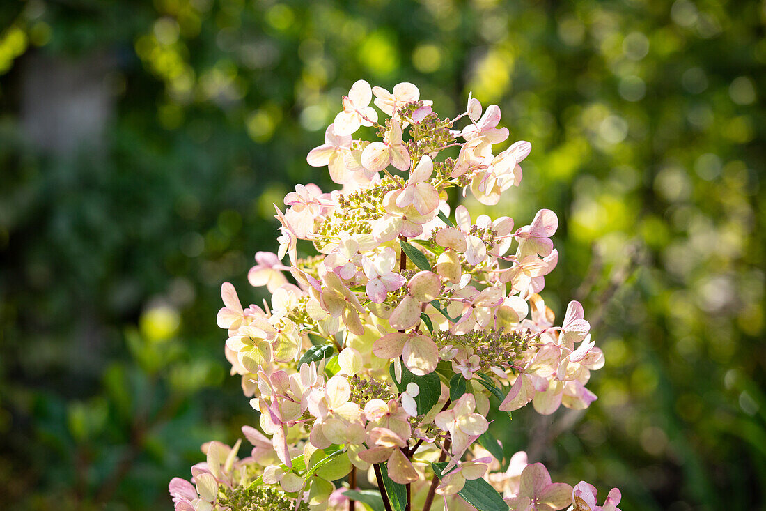 Hydrangea paniculata