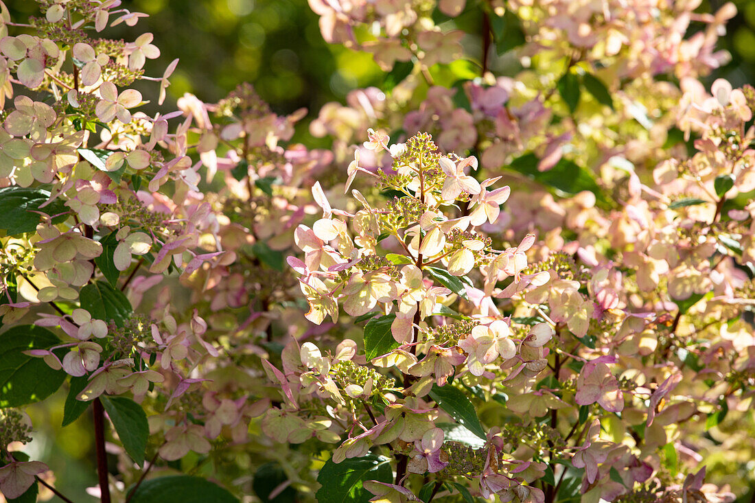 Hydrangea paniculata