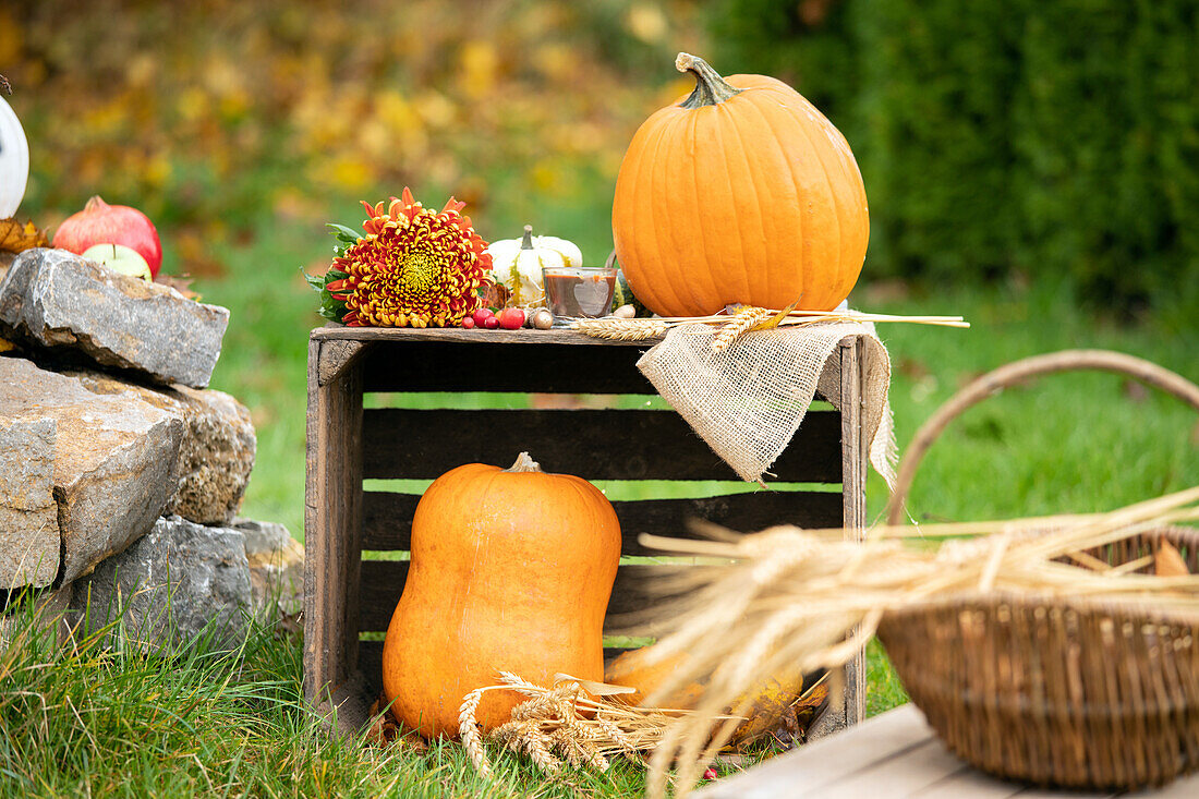 Herbstliche Dekoration mit Kürbissen