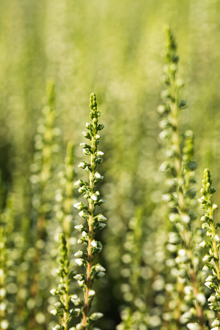 Calluna vulgaris 'Madonna'