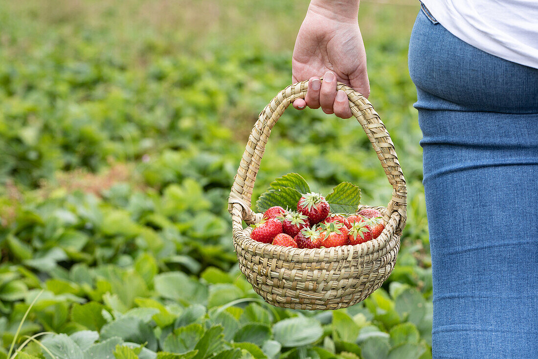 Fragaria x ananassa 'Malwina'