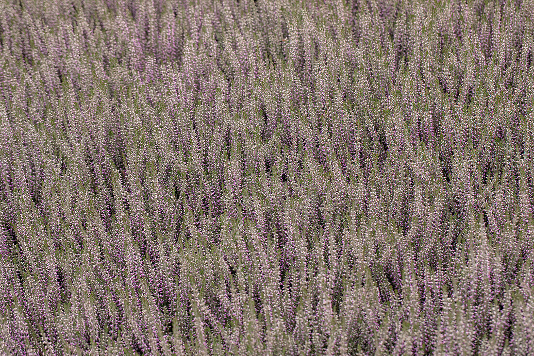 Calluna vulgaris 'Lisann'