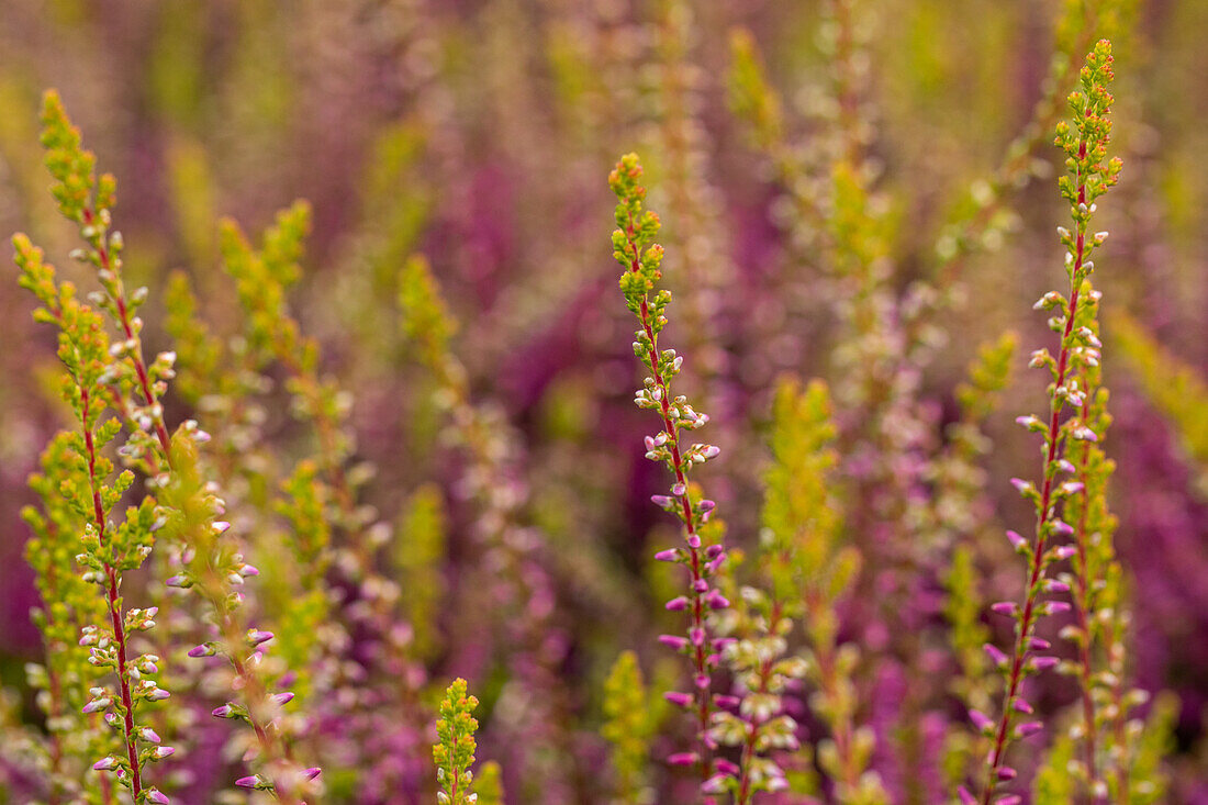 Calluna vulgaris 'Con Brio'