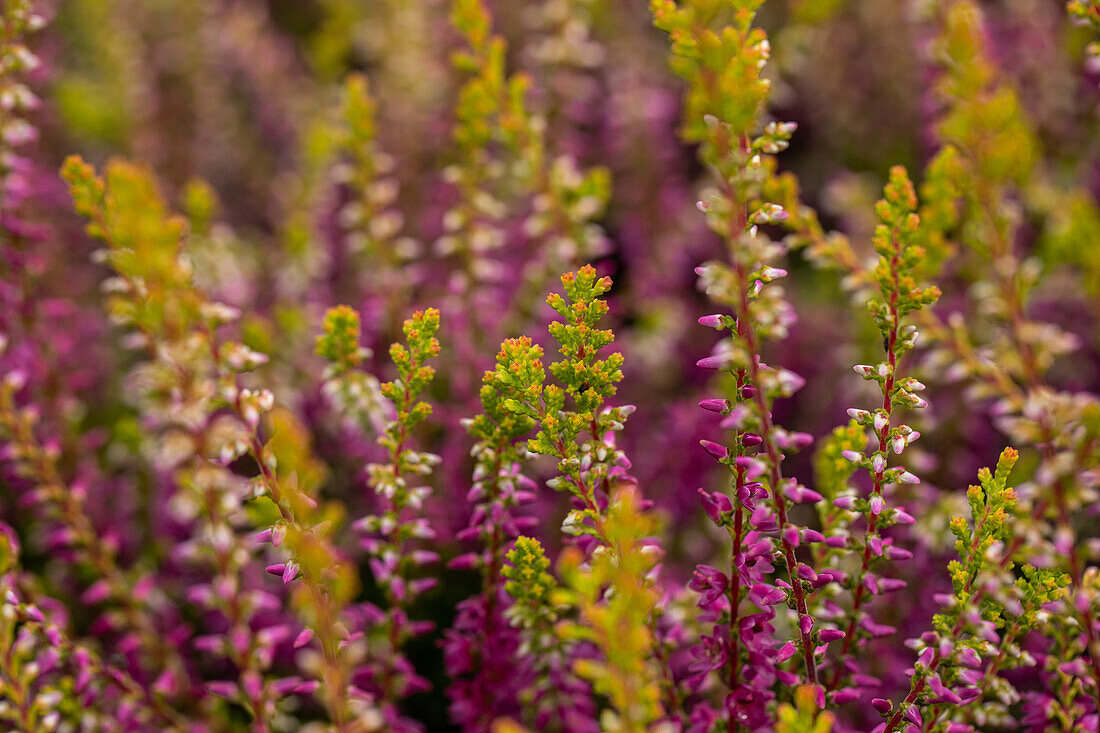 Calluna vulgaris 'Con Brio'