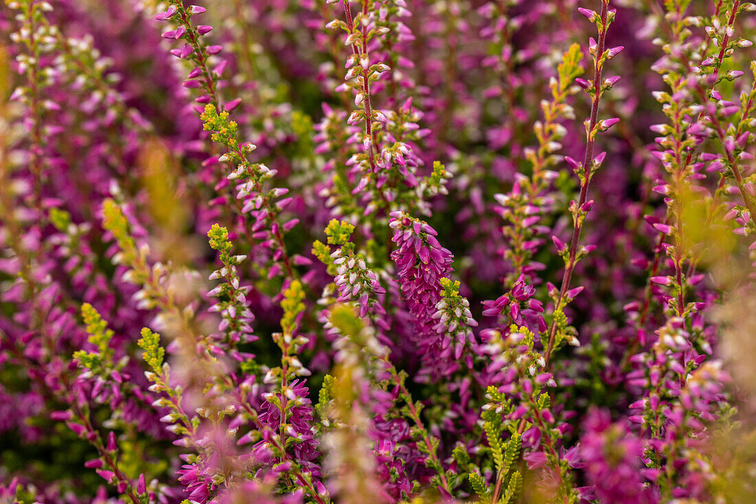 Calluna vulgaris 'Con Brio'