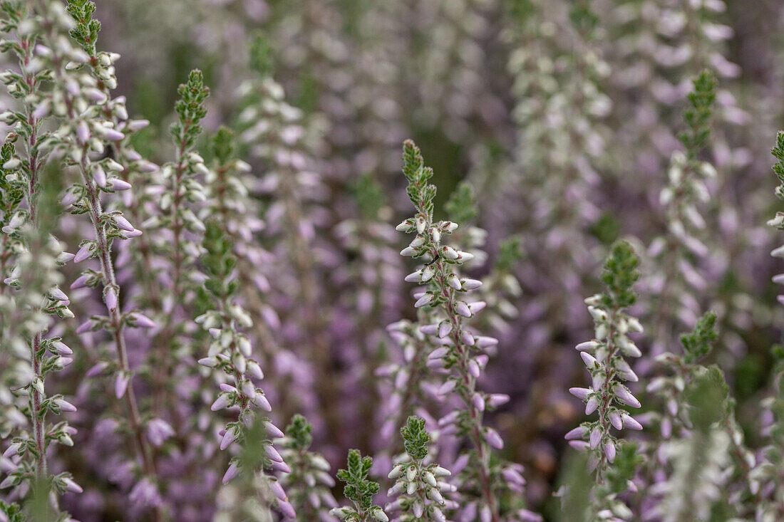 Calluna vulgaris 'Silver Knight'