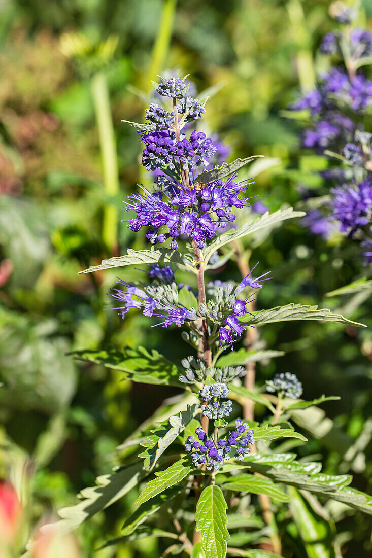 Caryopteris clandonensis 'First Blue'